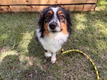 Panda -  Mixed Breed Dog for Adoption in Vero Beach, Florida - Panda | PetCurious