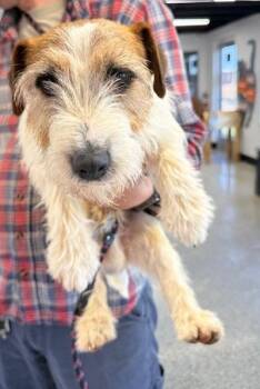 Jack Russell Terrier Dogs Available for Adoption in Thompson Falls, Montana - Biggie | PetCurious