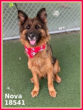 German Shepherd Dog and Old English Sheepdog Dogs Available for Adoption in Marietta, Georgia - NOVA | PetCurious