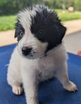 Pauline -  Great Pyrenees Dog for Adoption in Spring Hill, Tennessee - Pauline | PetCurious