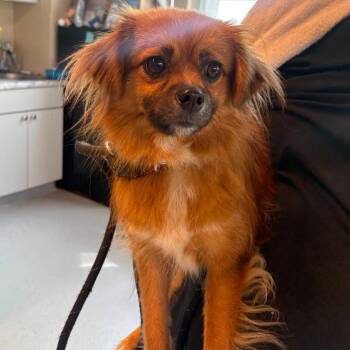 Lotus - Stray Hold 7/08 -  Mixed Breed Dog for Adoption in Huntington, West Virginia - Lotus - Stray Hold 7/08 | PetCurious