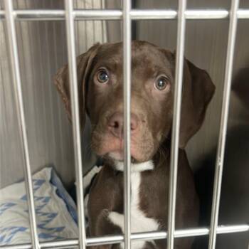 German Shorthaired Pointer and Mixed Breed Dogs Available for Adoption in Uniontown, Pennsylvania - Marcie | PetCurious