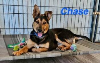 Shepherd and Mixed Breed Dogs Available for Adoption in Largo, Florida - Chase | PetCurious