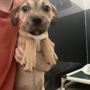 Bubblegum -  Hound Dog for Adoption in Baton Rouge, Louisiana - Bubblegum | PetCurious