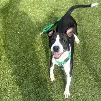 Rosco -  Pit Bull Terrier Dog for Adoption in Philadelphia, Pennsylvania - Rosco | PetCurious