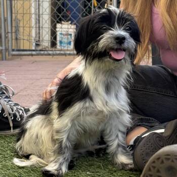 Riley -  Shih Tzu Dog Available for Adoption in St. George, Utah - Riley | PetCurious