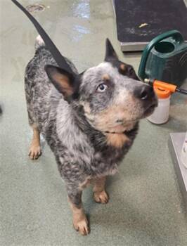 A176623 -  Mixed Breed Dog for Adoption in Santa Fe, New Mexico - A176623 | PetCurious
