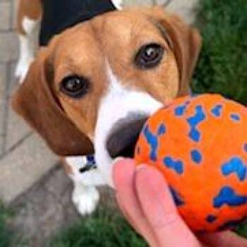 Elliott -  Beagle Dog for Adoption in Wauwatosa, Wisconsin - Elliott | PetCurious