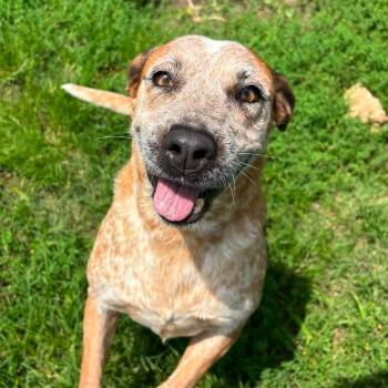 Tiny Dancer in NH Come Meet our Adoptable Dogs Wed-Sat, More Inf -  Cattle Dog Dog for Adoption in Manchester, New Hampshire - Tiny Dancer In NH Come Meet Our Adoptable Dogs Wed-Sat, More Inf | PetCurious