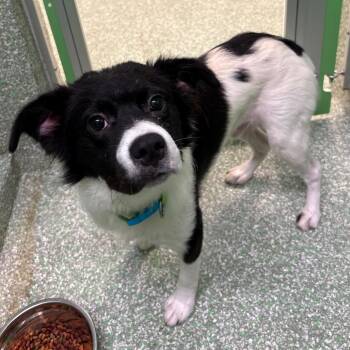 Scruffy -  Border Collie and Mixed Breed Dog for Adoption in Calverton, New York - Scruffy | PetCurious