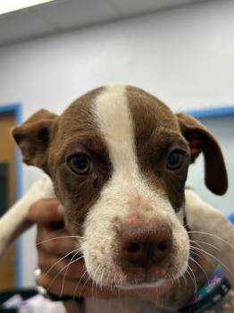 Rescue Terrier Dogs for Adoption in Hartsville, South Carolina - Vito | PetCurious