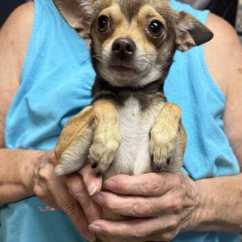 Howie -  Chihuahua Dog for Adoption in Oklahoma City, Oklahoma - Howie | PetCurious