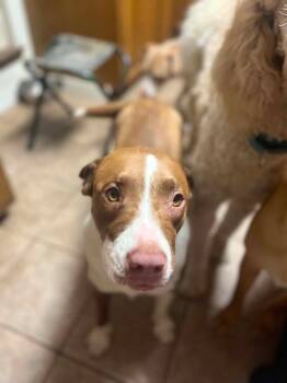 Reecee -  Pit Bull Terrier Dog Available for Adoption in Gautier, Mississippi - Reecee | PetCurious