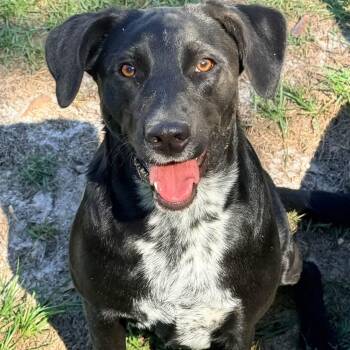 Amora -  Labrador Retriever Dog for Adoption in Brewton, Alabama - Amora | PetCurious