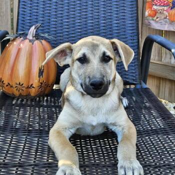 Rescue German Shepherd Dog Dogs for Adoption in Hopkinton, Massachusetts - Harvey | PetCurious