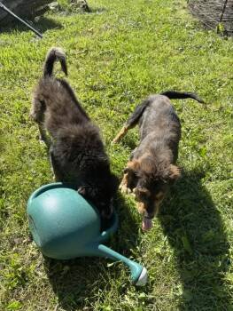 Mixed Breed Dogs Available for Adoption in Wyoming, Michigan - Jim | PetCurious
