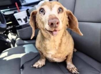A658159 -  Dachshund Dog for Adoption in Houston, Texas - A658159 | PetCurious