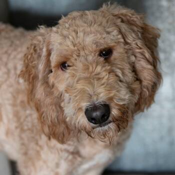 Rescue Standard Poodle and Bernese Mountain Dog Dogs for Adoption in Peyton, Colorado - Alfredo (JN25-302) | PetCurious