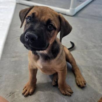 Snap -  Black Mouth Cur Dog for Adoption in Newport, Tennessee - Snap | PetCurious