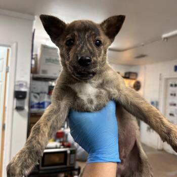 Shepherd Dogs Available for Adoption - Snow | PetCurious