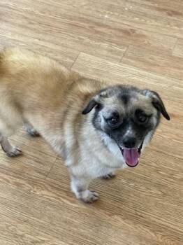 Mixed Breed Dogs Available for Adoption - Hera | PetCurious