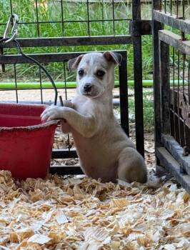 Rescue Husky Dogs for Adoption in Fosters, Alabama - SIR PITYPANTS | PetCurious