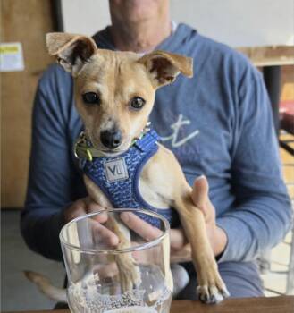 Chihuahua Dogs Available for Adoption - Bucky | PetCurious