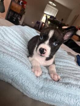 Tarragon -  Mixed Breed Dog for Adoption in Cincinnati, Ohio - Tarragon | PetCurious