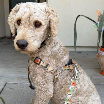 Poodle and Goldendoodle Dogs Available for Adoption in Ridgefield, Washington - Mr. Friendly Ernie | PetCurious