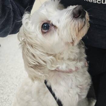 Mixed Breed Dogs Available for Adoption in Rockville, Maryland - Pinky | PetCurious