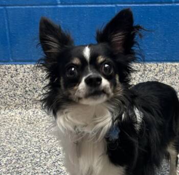 Ziggy -  Chihuahua Dog for Adoption in Golden, Colorado - Ziggy | PetCurious