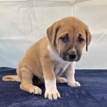 Etta Grace -  Terrier and Golden Retriever Dog Available for Adoption in West Memphis, Arkansas - Etta Grace | PetCurious