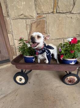TINY -  Chorkie Dog for Adoption in Levelland, Texas - TINY | PetCurious