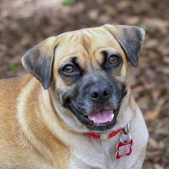 Rockette -  Pug and Chihuahua Dog for Adoption in Boerne, Texas - Rockette | PetCurious