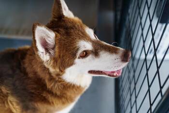 Rescue Husky Dogs for Adoption in Lampasas, Texas - Georgia | PetCurious
