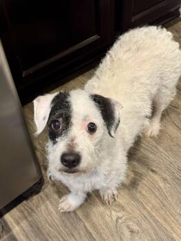 Miniature Poodle Dogs Available for Adoption in Austin, Texas - Reese | PetCurious