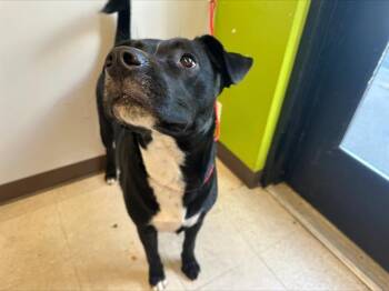 Rescue Pit Bull Terrier and Labrador Retriever Dogs for Adoption in Kent, Washington - FORD | PetCurious