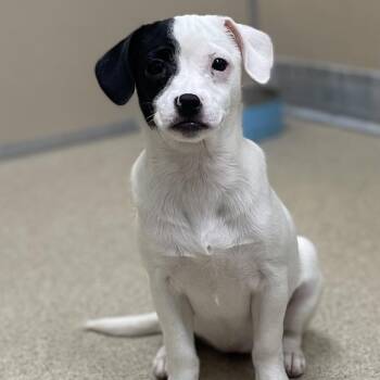 Queenie -  Mixed Breed Dog for Adoption in Naperville, Illinois - Queenie | PetCurious