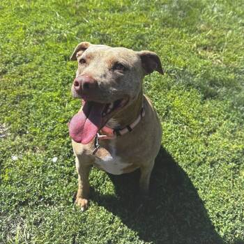 Rescue Mixed Breed Dogs for Adoption in Medford, Oregon - Xena | PetCurious