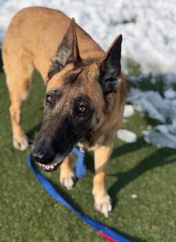 German Shepherd Dog and Belgian Shepherd Malinois Dogs Available for Adoption - Dixie Mill | PetCurious