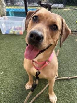 Amber -  Mixed Breed Dog for Adoption in West Chester, Pennsylvania - Amber | PetCurious