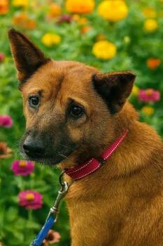 Chow Chow and Australian Cattle Dog Blue Heeler Dogs Available for Adoption in San Antonio, Texas - Punkin | PetCurious