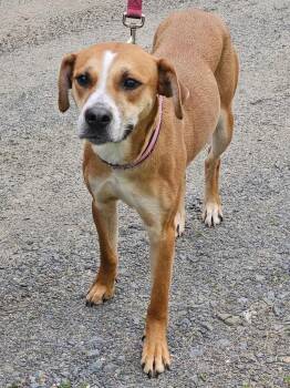Hound Dogs Available for Adoption in Port Jervis, New York - Ursula | PetCurious