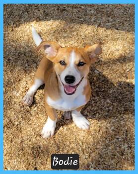 Bodie -  Corgi Dog for Adoption in Granbury, Texas - Bodie | PetCurious