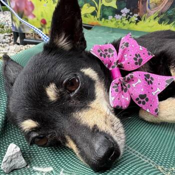 Chihuahua Dogs Available for Adoption in Aledo, Texas - Clover | PetCurious