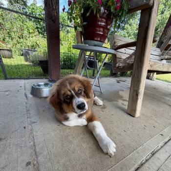 Archie -  Bernese Mountain Dog and Great Pyrenees Dog for Adoption in Farmersville, Ohio - Archie | PetCurious