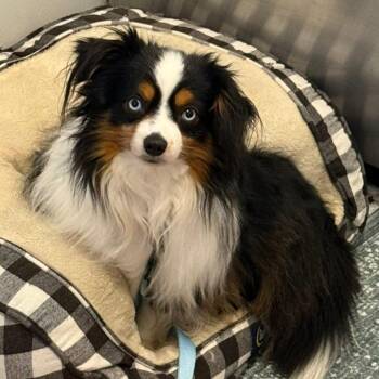 Australian Shepherd Dogs Available for Adoption - Ajax | PetCurious
