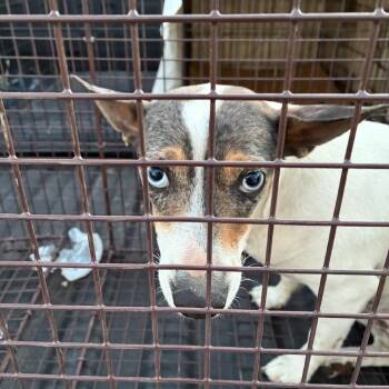 Mister -  Chihuahua and Mixed Breed Dog for Adoption in Tacoma, Washington - Mister | PetCurious