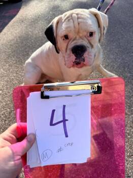 Chile -  Mixed Breed Dog for Adoption in Cincinnati, Ohio - Chile | PetCurious