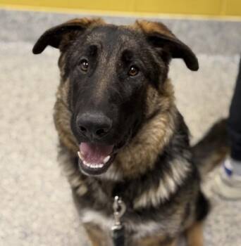 Robert -  German Shepherd Dog Dog for Adoption in Golden, Colorado - Robert | PetCurious